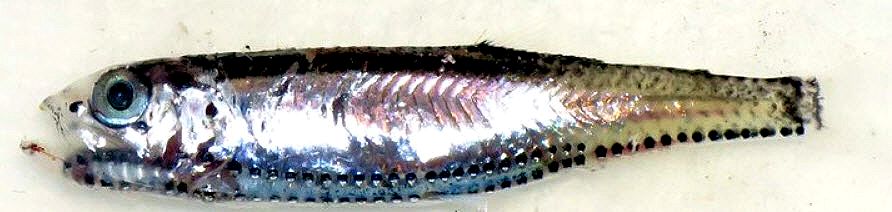 Vinciguerria nimbaria_02.jpg